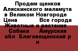 Продам щенков Аляскинского маламута в Великом Новгороде › Цена ­ 5 000 - Все города Животные и растения » Собаки   . Амурская обл.,Благовещенский р-н